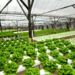 A hydroponic lettuce farm